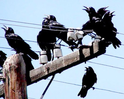 Tura, fotografii (vizualizare) Rook, fotografii