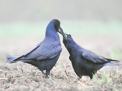 Tura, fotografii (pasăre) Rook, fotografii