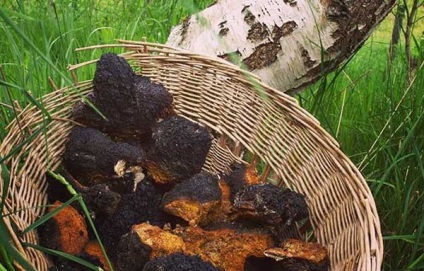 Chaga ciuperci descriere ciuperci, distribuție, Locuri, fotografii (foto) Chaga ciuperci descriere ciuperci, locații de distribuție, fotografii
