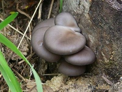 Fungi care cresc pe copaci (în creștere) Ciuperci în creștere pe copaci