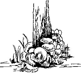 Ciuperci în natură (fungi) Ciuperci în natură