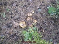 Ciuperci în natură (fungi) Ciuperci în natură