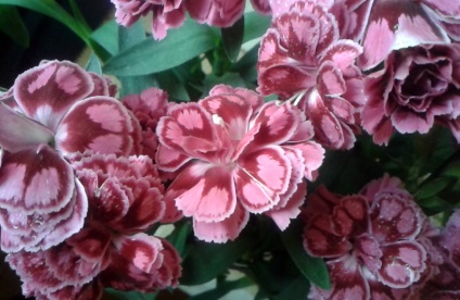 îngrijire Carnation cameră și reproducerea (înmulțirea) îngrijire camera Carnation și propagare