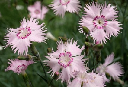 Carnation descriere Ural, cultivarea și utilizarea grădină (roz) Carnation descriere Ural, cultivarea și utilizarea în grădină