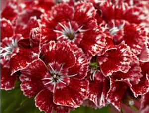 Carnation în grădină (Dianthus chineză Carnation) Carnation în grădină