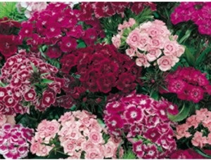 gradina Crizanteme (Carnation) Carnation în grădină