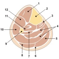 Implanturile tibiei (shin) implanturi fluierul piciorului