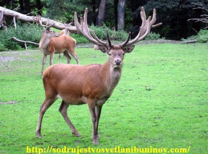 fapte interesante despre animale, Commonwealth Svetlana Bunin (cuckold) fapte interesante despre animale, Commonwealth Svetlana Bunin