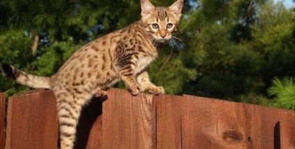 Mă întreb - cât de mult sunt cele mai scumpe hobby-uri din lume (ca) Mă întreb - cât de mult sunt cele mai scumpe din lume de animale de companie
