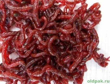 bloodworm artificială (bloodworm artificial) bloodworm artificiale