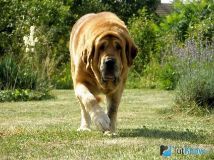 Spaniolă molosoid descriere rasa, pret catelus (Dog Mastiff spaniolă) Spaniolă molosoid descriere rasa, pret catelus