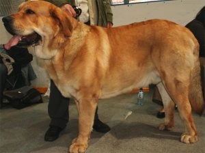 Descriere spaniolă Mastiff, fotografii natura, totul despre caini (caracter) Descriere Mastiff spaniolă, fotografii natura, totul despre câini