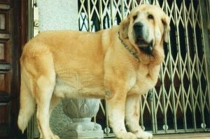 Descriere spaniolă Mastiff, fotografii natura, despre câini (descriere) Descriere Mastiff spaniolă, fotografii natura, totul despre câini