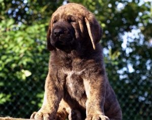 Descriere spaniolă Mastiff, fotografii natura, despre câini (spaniolă) Descriere Mastiff spaniolă, fotografii natura, totul despre câini