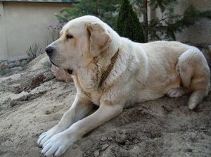 Descriere spaniolă Mastiff, fotografii natura, totul despre caini (caracter) Descriere Mastiff spaniolă, fotografii natura, totul despre câini