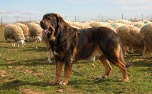 Descriere spaniolă Mastiff, fotografii natura, totul despre caini (mastiff) Descriere Mastiff spaniolă, fotografii natura, totul despre câini