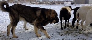 Descriere spaniolă Mastiff, fotografii natura, totul despre caini (mastiff) Descriere Mastiff spaniolă, fotografii natura, totul despre câini