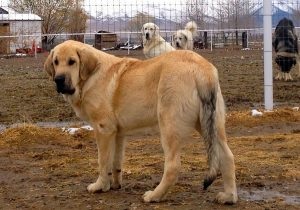 Descriere spaniolă Mastiff, fotografii natura, totul despre caini (caracter) Descriere Mastiff spaniolă, fotografii natura, totul despre câini
