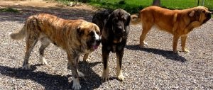 Descriere spaniolă Mastiff, fotografii natura, despre câini (spaniolă) Descriere Mastiff spaniolă, fotografii natura, totul despre câini
