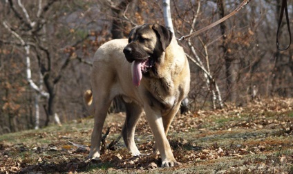 Descriere spaniolă Mastiff, fotografii natura, despre câini (spaniolă) Descriere Mastiff spaniolă, fotografii natura, totul despre câini