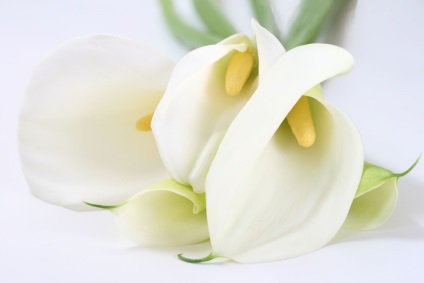 calla Istoric (comanda calla) istoricul calla