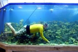 Cum se curata un acvariu (Aquarium) Cum pentru a curăța acvariu