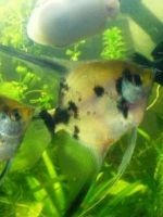 Cum se curata un acvariu (Aquarium) Cum pentru a curăța acvariu