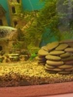 Cum se curata un acvariu (Aquarium) Cum pentru a curăța acvariu