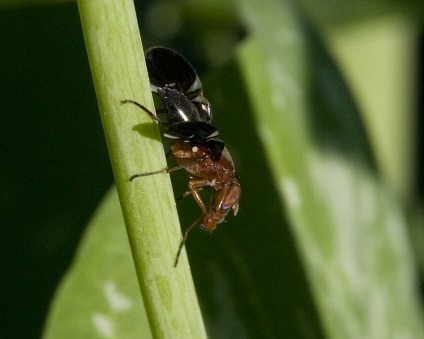 Cum fotografii macro - știri în imagini (fotografii macro) Cum fotografii macro - știri în imagini