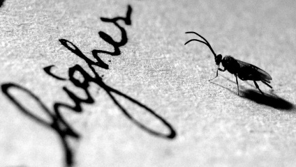 Cum fotografii macro - știri în imagini (Sfaturi pentru fotografiere shot) Cum fotografii macro - știri în imagini
