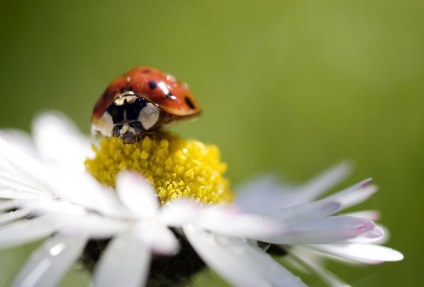 Cum fotografii macro - știri în imagini (do) Cum fotografii macro - știri în imagini