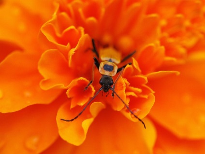 Cum fotografii macro - știri în imagini (do) Cum fotografii macro - știri în imagini