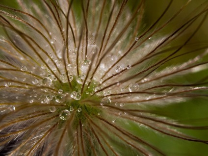 Cum fotografii macro - știri în imagini (Sfaturi pentru fotografiere shot) Cum fotografii macro - știri în imagini