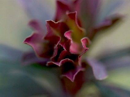 Cum fotografii macro - știri în imagini (Fotografie de John Kimbler) Cum fotografii macro - știri în imagini