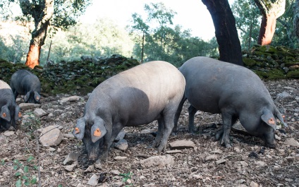 Cum Jamon Jamon tur fabrica - fotografie pe blog-ul călătorește în Spania - Spania noastră