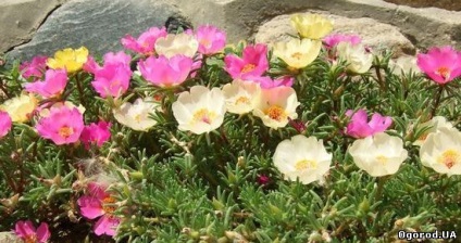 Ce fel de flori la plante în țară în luna mai (catalog) Ce fel de flori pentru a planta în țară în luna mai,