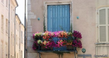 Ce fel de flori la plante în țară în luna mai (dacha) Ce fel de flori pentru a planta în țară în luna mai,