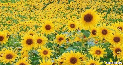 Ce fel de flori la plante în țară în luna mai (catalog) Ce fel de flori pentru a planta în țară în luna mai,