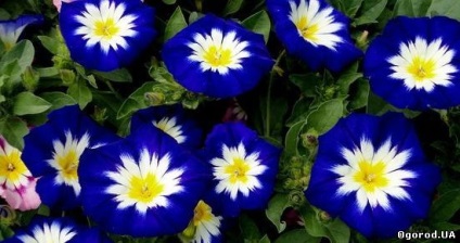 Ce fel de flori pentru a planta în țară în luna mai (semințe) Ce fel de flori pentru a planta în țară în luna mai,
