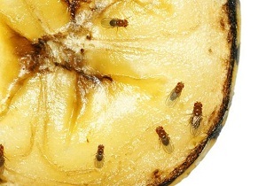 Cum sa scapi de țînțari în fruct bucătărie recomandări utile pentru femeile casnice (musculițe de fructe ca să scape de) Cum sa scapi de țînțari în fruct bucătărie recomandări utile gospodinele