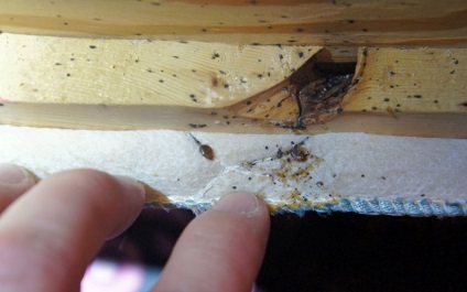 Cum sa scapi de bug-uri de pat în canapea ca să aducă propriile lor insecte (canapea) Cum să scapi de bug-uri de pat din canapea ca să aducă propriile lor insecte