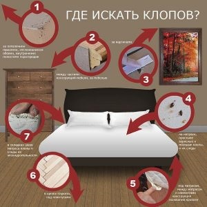 Cum sa scapi de bug-uri de pat în canapea ca să aducă propriile lor insecte (canapea) Cum să scapi de bug-uri de pat din canapea ca să aducă propriile lor insecte