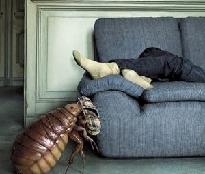 Cum să scapi de bug-uri de pat din canapea ca să aducă propriile lor insecte (insecte) Cum să scapi de bug-uri de pat din canapea ca să aducă propriile lor insecte