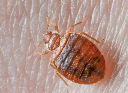 Cum sa scapi de bug-uri de pat în canapea ca să aducă propriile lor insecte (ploșnițe) Cum să scapi de bug-uri de pat din canapea ca să aducă propriile lor insecte