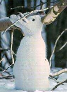 Cum să scapi de iepuri și șoareci la locul șase sute de sfaturi (iepuri de câmp) Cum să scapi de iepuri și șoareci la locul de șase sute de sfaturi