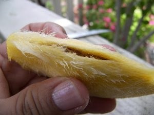 Cum pot să crească un mango de la vârfuri de os (mango) Cum pot să crească gropi de mango sfaturi