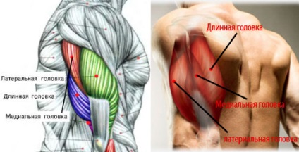 Ca pompa triceps (triceps de pompă) Cum de a construi triceps dvs.
