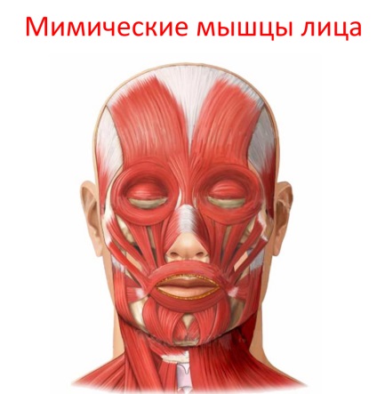 Cum de a opri timpul sau de a face să funcționeze în sens invers - pentru tineret (tineret) Cum de a opri timpul sau de a face să funcționeze în sens invers - pentru tineret
