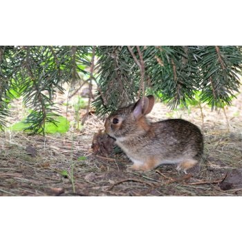 Păsările sperie din porțiunea (iepuri) Ca păsări sperie de complot