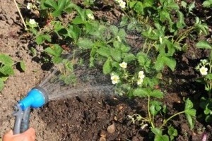 Cum la apă în timpul înfloririi plante căpșuni magice (înflorire) Cum se uda căpșun la momentul de plante cu flori magice